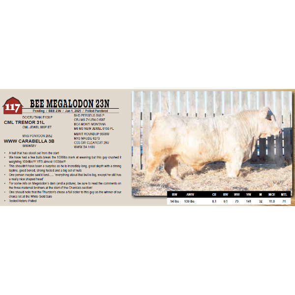 BEE MEGALODON 23N