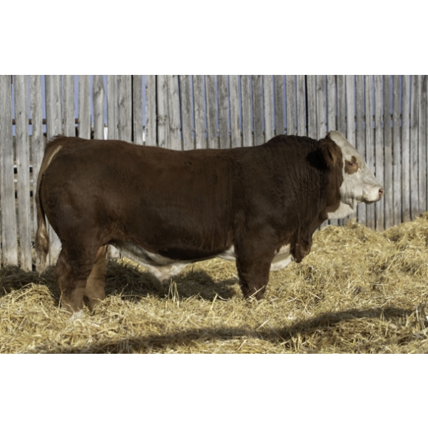 Okotoks Fleckvieh Group