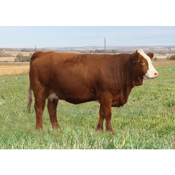 Skywest Simmentals