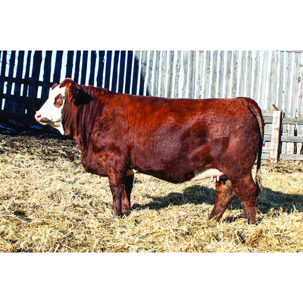 Keato Meadow Simmentals 