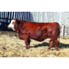 Image 1 : Keato Meadow Simmentals 