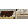 Image 1 : LANGER FLECKVIEH SIMMENTALS