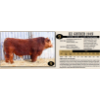 Image 1 : KZ Simmentals