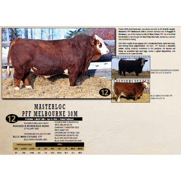 Masterloc Simmentals
