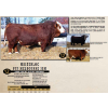 Image 1 : Masterloc Simmentals