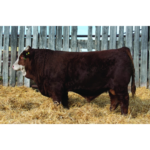 Okotoks Fleckvieh Group