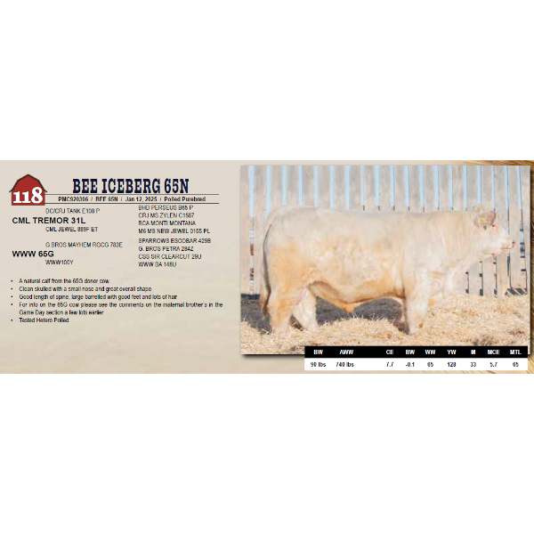 BEE ICEBERG 65N