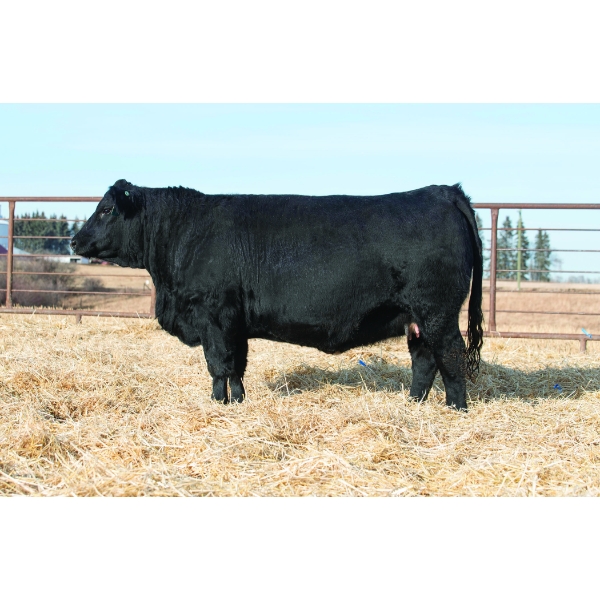 Beechinor Bros Simmentals