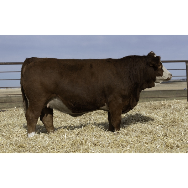 Beechinor Bros Simmentals