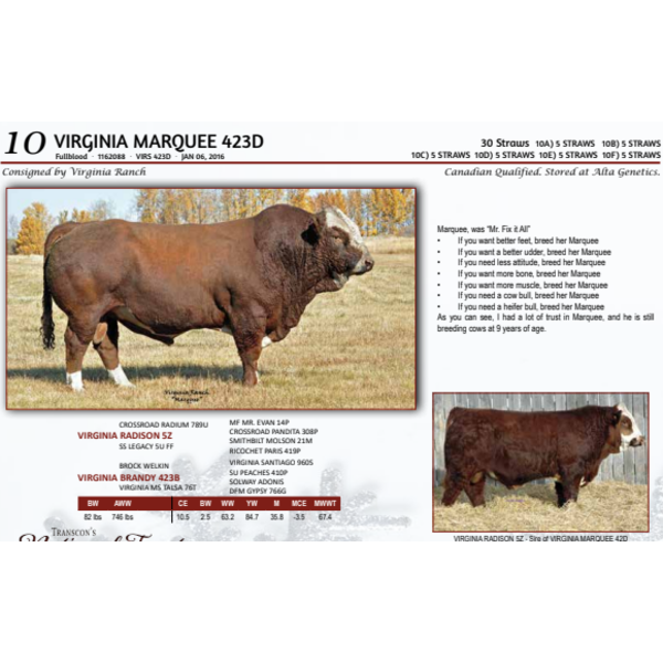 VIRGINIA MARQUEE 423D - 5 STRAWS 