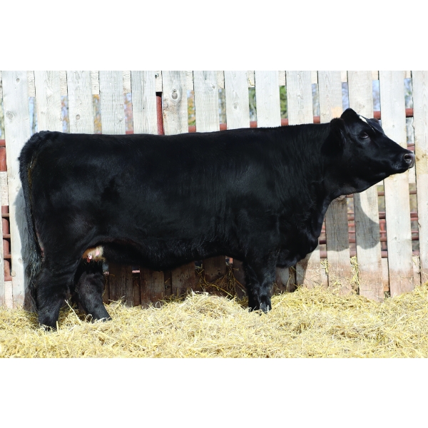 Back in Black Simmentals