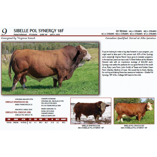 SIBELLE POL SYNERGY 18F - 5 STRAWS 