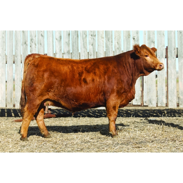 Pheasantdale Cattle Company