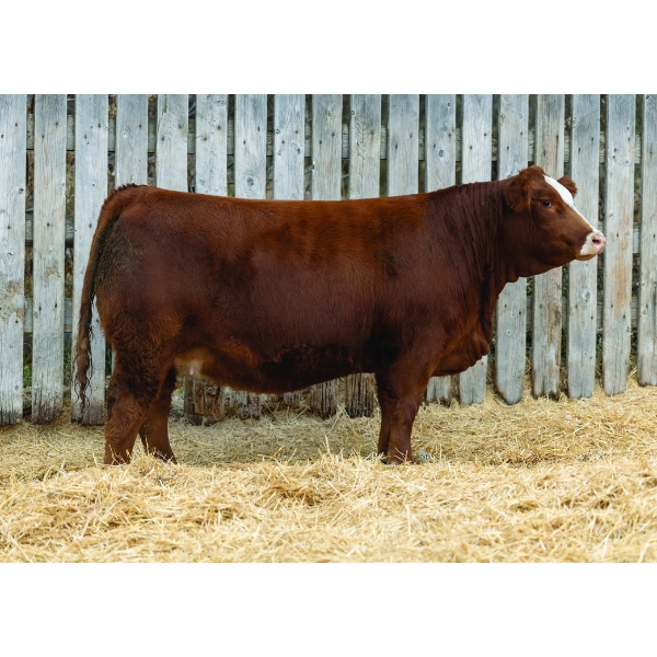 LaBatte Simmentals