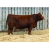 Image 1 : LaBatte Simmentals