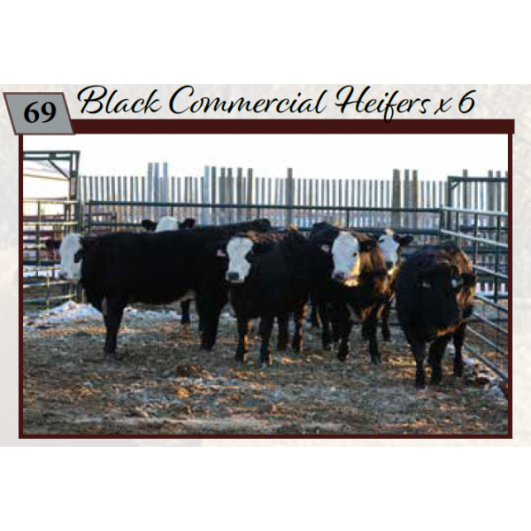 Commercial Heifers consigned by Tom & Terri Jamieson & Family