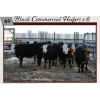 Image 1 : Commercial Heifers consigned by Tom & Terri Jamieson & Family