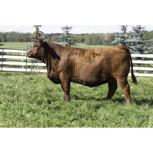 Beechinor Land & Livestock