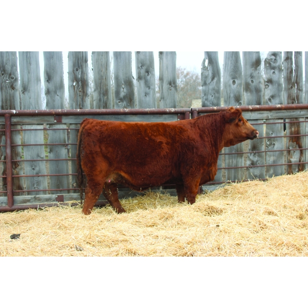 Sun Star Simmentals