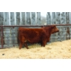 Image 1 : Sun Star Simmentals
