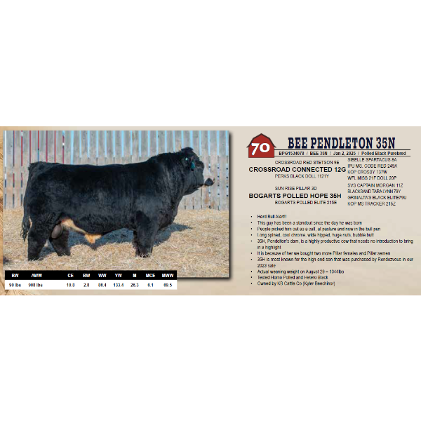 BEE PENDLETON 35N