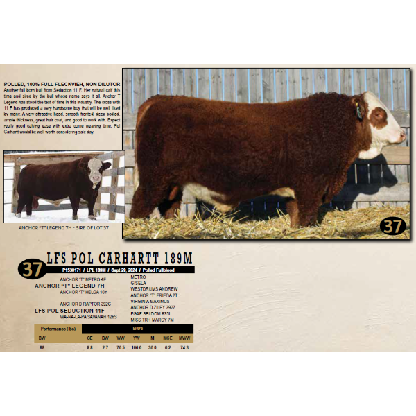 LANGER FLECKVIEH SIMMENTALS