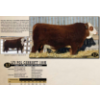 Image 1 : LANGER FLECKVIEH SIMMENTALS
