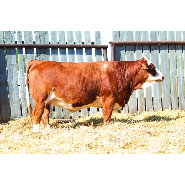 Double M Land & Cattle