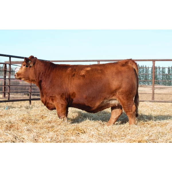 Beechinor Bros Simmentals