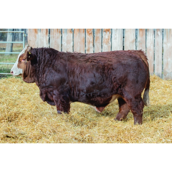 Terry Vernon and Sons