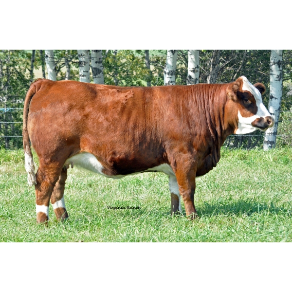 Virginia Maria 23M - Polled Full Fleckvieh - 