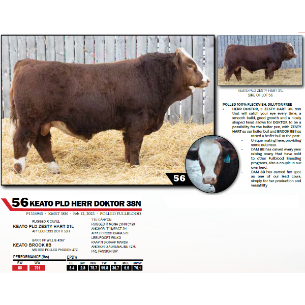 KEATO PLD HERR DOKTOR 38N