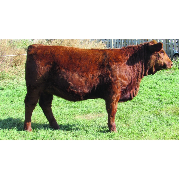 MCG Simmentals