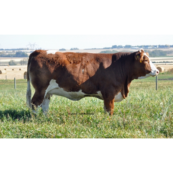 Skywest Simmentals