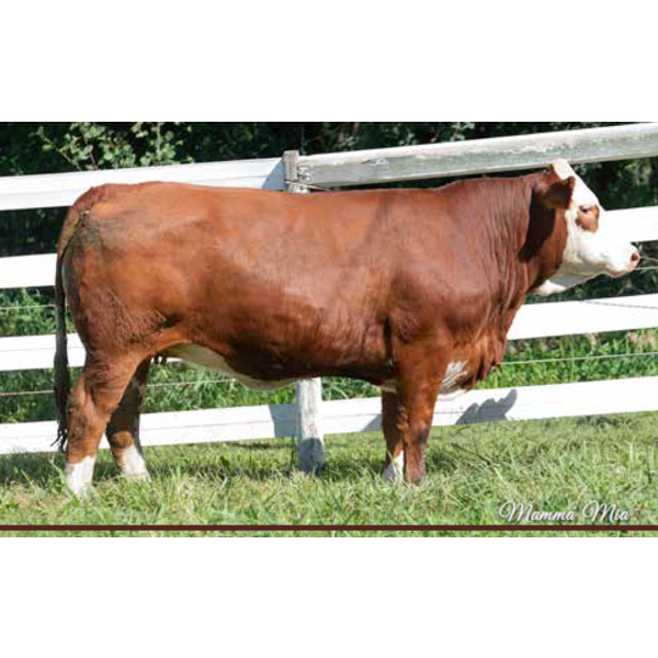 Beechinor Land & Livestock