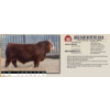 Image 1 : BEE DEFINITIVE 331N