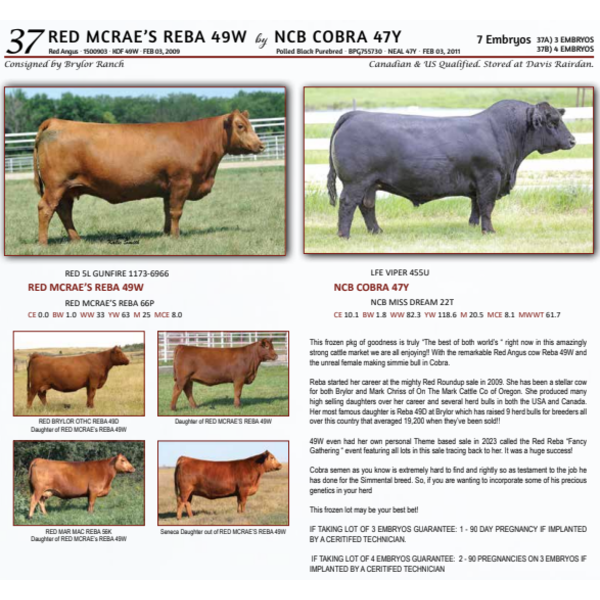 RED MCRAE’S REBA 49W by NCB COBRA 47Y - 3 EMBRYOS 