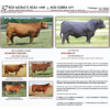 Image 1 : RED MCRAE’S REBA 49W by NCB COBRA 47Y - 3 EMBRYOS 