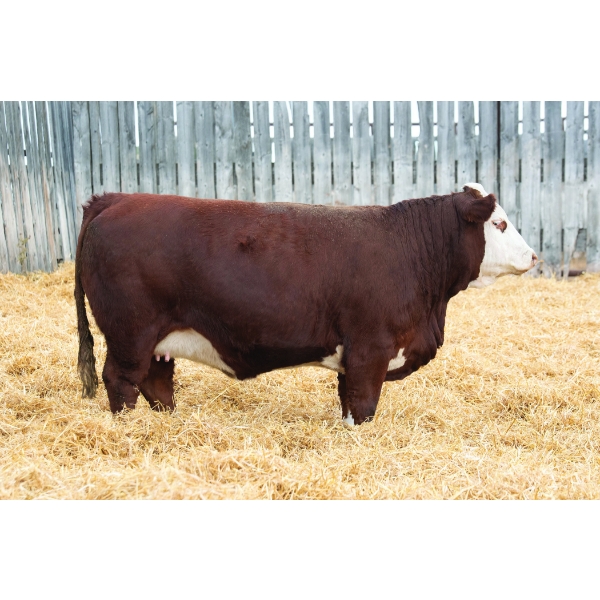 Okotoks Fleckvieh Group