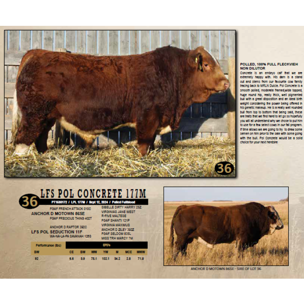 LANGER FLECKVIEH SIMMENTALS