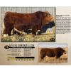 Image 1 : LANGER FLECKVIEH SIMMENTALS