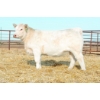 Image 1 : Beechinor Bros. Charolais