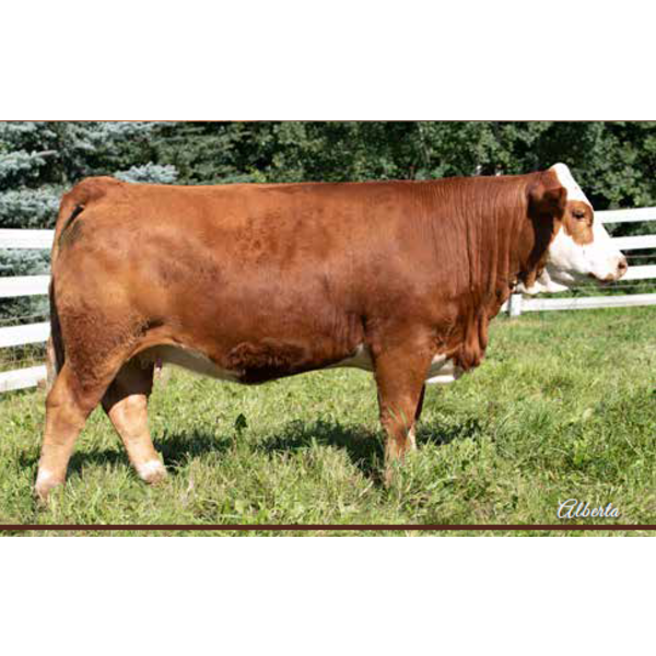 Beechinor Land & Livestock