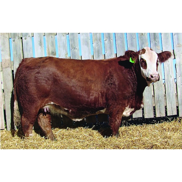 Kindred Spirit Cattle