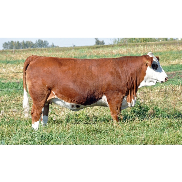 Skywest Simmentals