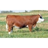 Image 1 : Skywest Simmentals