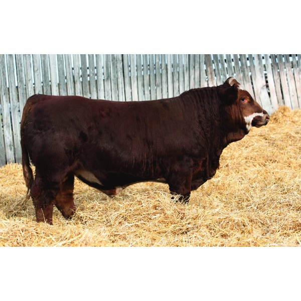 Okotoks Fleckvieh Group