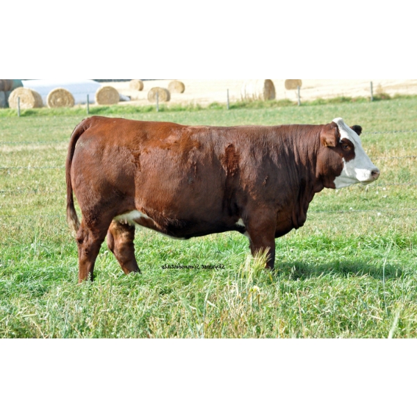Skywest Simmentals