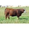 Image 1 : Skywest Simmentals