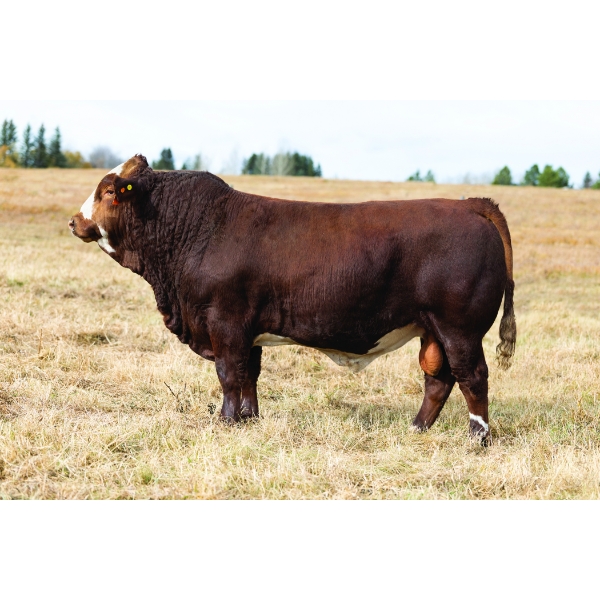 JB Livestock Company